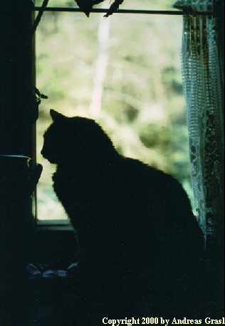 Copyright 2000 by Andreas Grasl